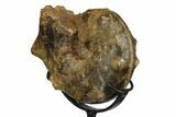 Cretaceous Ammonite (Mammites) With Metal Stand - Morocco #164230-2